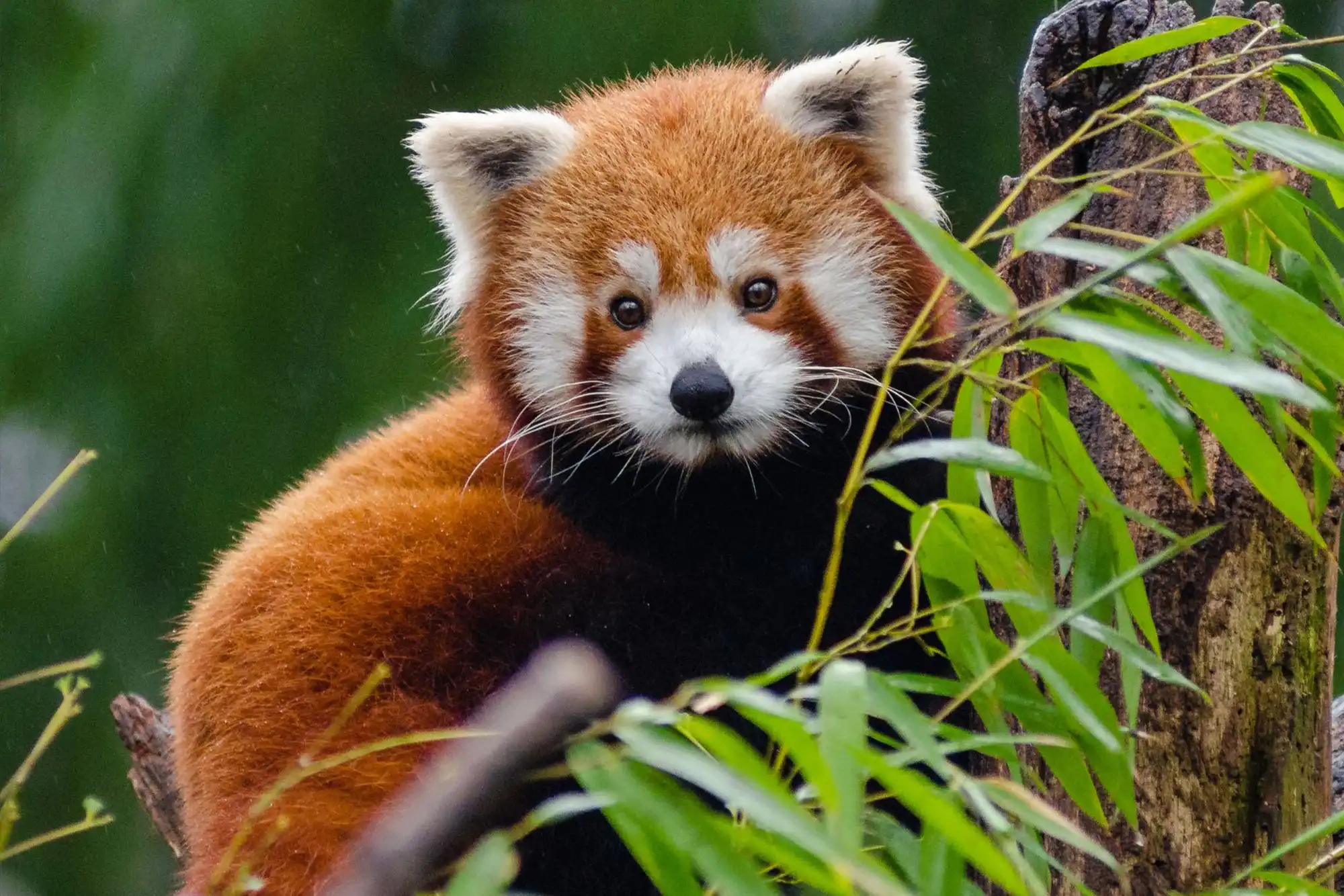 Nepal - Red Panda